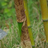 Phyllostachys prominens.JPG